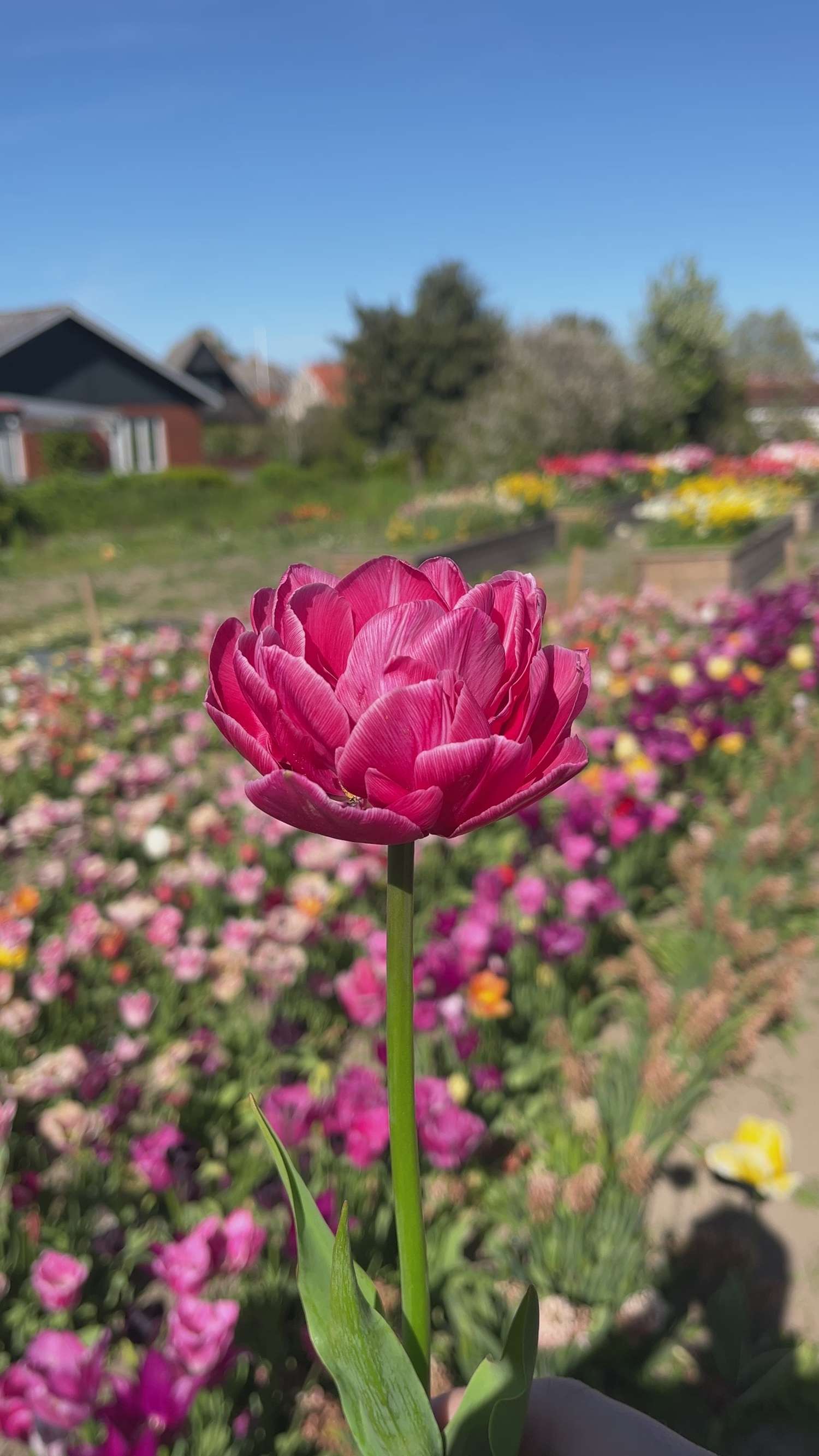 Tulppaani 'Aveyron'
